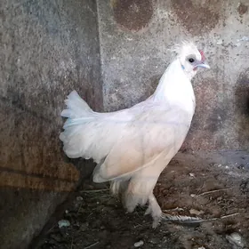 Orginal Karlik Mäkiýan