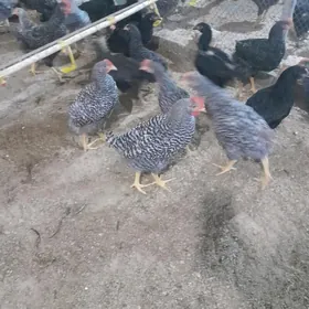 Towuk dominand horaz