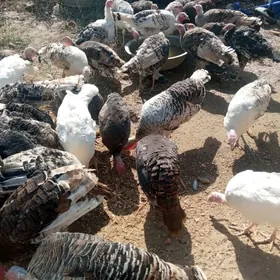 Induklar Horazy we makileri