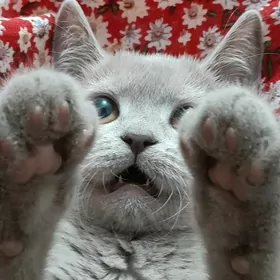 шатланская парода