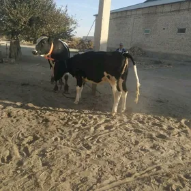 Paroda okuzparoda okuz