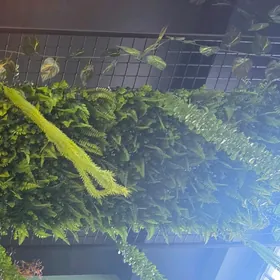 Решётка, сетка, люстра