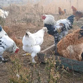 paroda btama horazlar