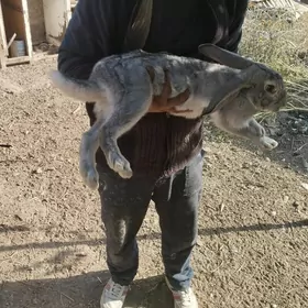 towsan товшан кролик