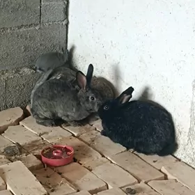 кролики towşanlar