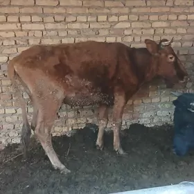 гысыр сыгыр