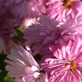 Öýe kömekçi Aýal Gerek.