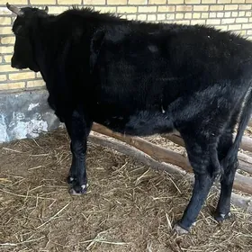 богаз сыгыр