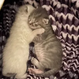 котики шотландцы