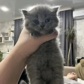 Шотландская Чистокровная девоч