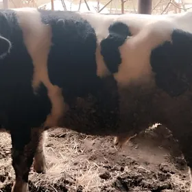 Howur ucin tohum okuz