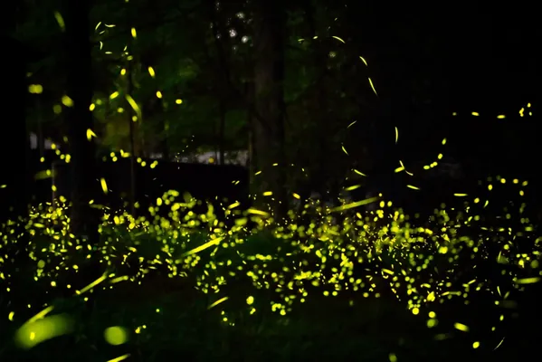 Ученые предложили искать внеземной разум по принципу коммуникации светлячков