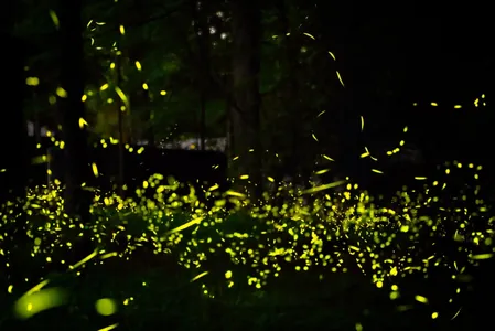 Ученые предложили искать внеземной разум по принципу коммуникации светлячков