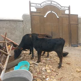 uly göleli sygyrlar