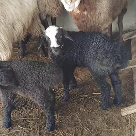 guzly goýunlar gurat