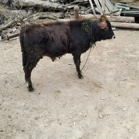 OȘWES OKÜZ YERLI TOHIM MAL