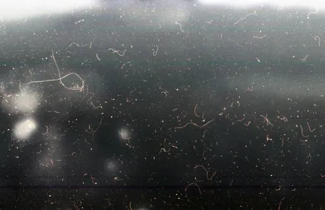 Британцы изобрели прозрачную пленку, блокирующую 99,97% электромагнитных помех