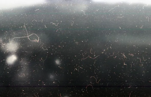 Британцы изобрели прозрачную пленку, блокирующую 99,97% электромагнитных помех