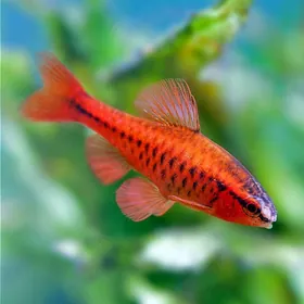 вишневый барбус