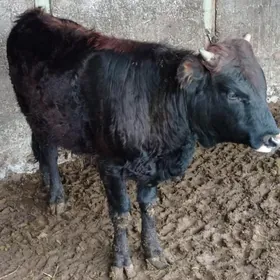 öküz 1 ŷaş 2 aŷ