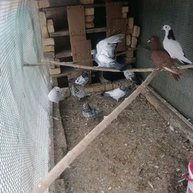 kepder myramyr krasny dubay