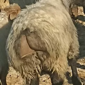 Goyun geci çewiş tokly