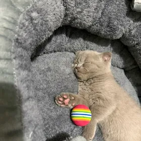 веслоухий шотландская шиншилла