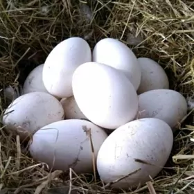 gus yumurtga.гусь юмуртга