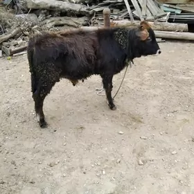 OKÜZ ŞWES TOHIM MAL