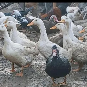 Ördek Indutga gus induk jüje