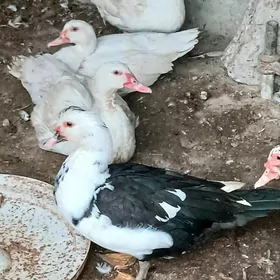 indutga Ördek induk towuk jüje