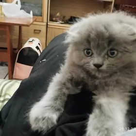 вислоухие котята