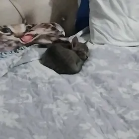 котёнок 3 месяца