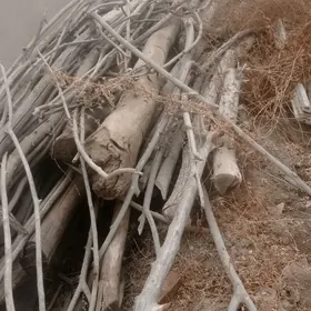 Грабиль чарховика болия