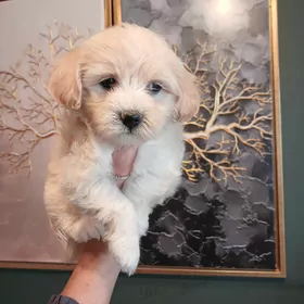 щенок мальтипу