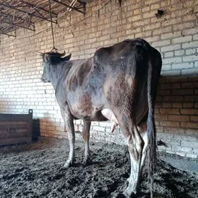 арасса шивет голели сыгыр