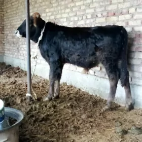 Tohum Öküz Arassa Siwet