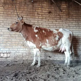 саглык голели сыгыр