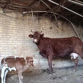 арасса бурлат голели сыгыр