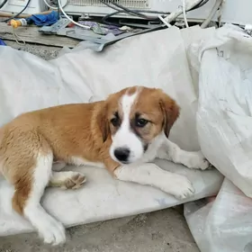 SENBERNAR PARODNY GUJUK