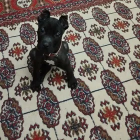 Порода собаки Стаффордширский