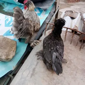 karlik para bar yllaşyk bar