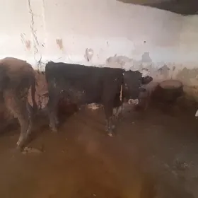 òkùz 1 ÿaŝ 2 aÿlyk