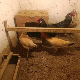 baysy karlik taskent