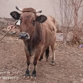 sygyr swet  cagasy tanajyk