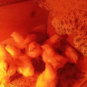 Циплята адлерской породы