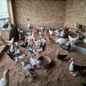 satlyk horaz , ordek