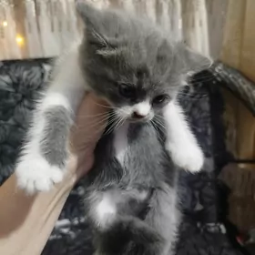 домашнее животное