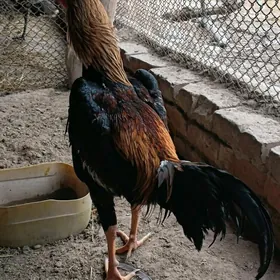 байсы хораз