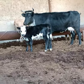 Gibrit göleli sygyr